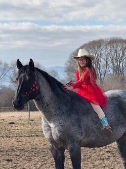 Pripúšťanie Quarter Horse - 4