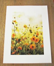 Print Tulipány, Lúčne kvety, Lúka - rozmer 40 cm x 30 cm - 4