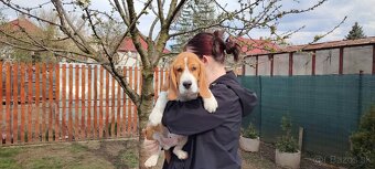 Beagle s PP - 4