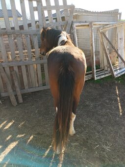 Predám pony žrebca - 4