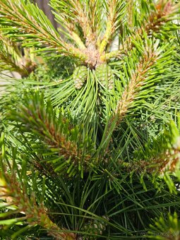 Borovica cierna Brepo pinus nigra - 4