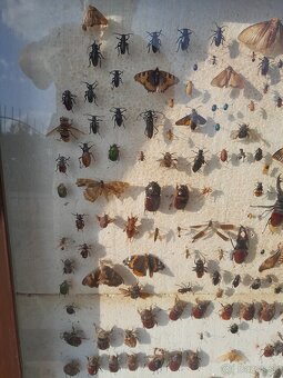 Vitrina , vyvesna skrinka , zbierka hmyzu - 4
