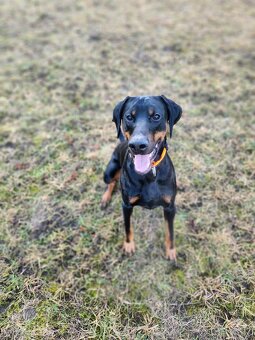 Dobermann na krytie - 4