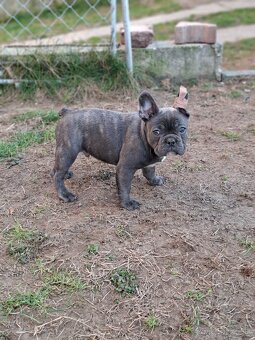 Francúzsky buldoček modrý - 4