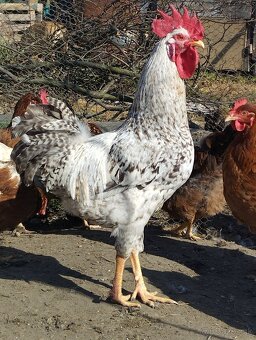 Kohúty cream legbar - 4