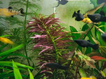 RASTLINY Z AKVARIAč - 4