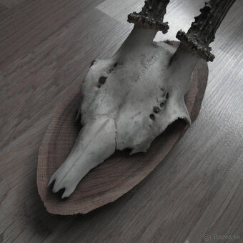 Parožie trofej jeleň lebka - 4