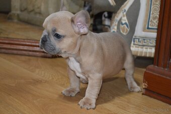 francuzsky buldocek - 4