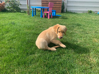 Zlatý retriever - 4