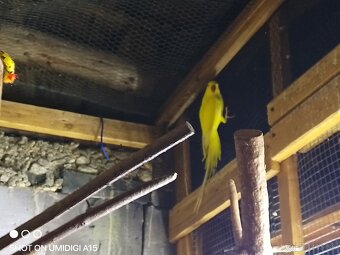 Predám andulky Alexandra maleho kakariky rozela - 4