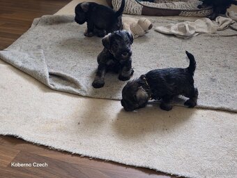 Bradáč malý korenie a sol - 4