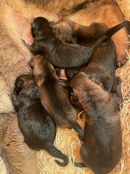 Nemecký ovčiak s PP - 4