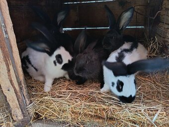 Predám králiky Nos - 4