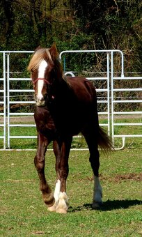 Welsh Cob C, Welsh pony - 4