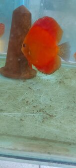 Geophagus, terčovec red melon, tyrkys, checkerboard - 4
