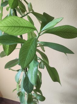 Euphorbia umbellata - 4