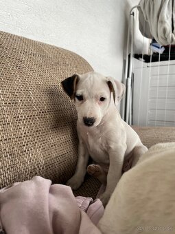 Jack Russell Terier Tricolor - 4