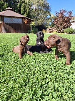 Bandog - 4