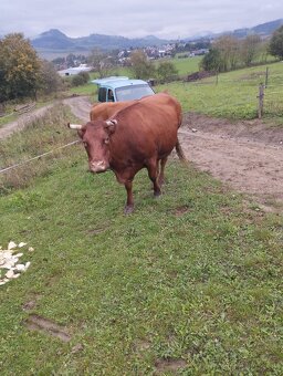 Predám telnú kravu - 4