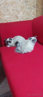Ragdoll - 4