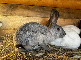 Hyly a križence - 4