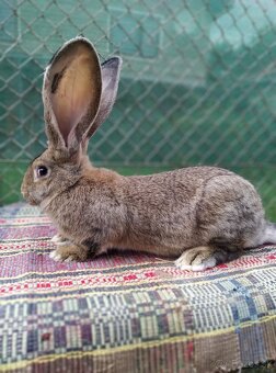 Predám belgické obry - 4