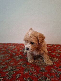 Maltipoo - 4
