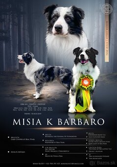 Border kólia s PP - chovný pes - 4