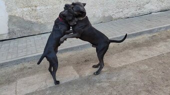cane corso šteniatka - 4