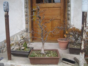 bonsai,bonsaj-hrab 27 - 4