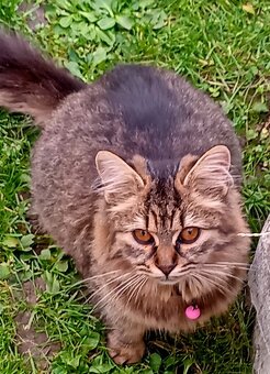 Mainská myvália - 4