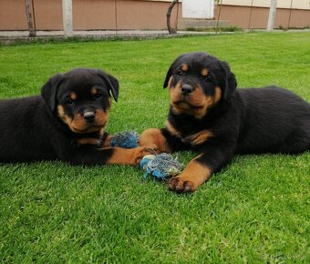 rottweiler, rotwailer, RTW, rotvajler, rotvailer - 4