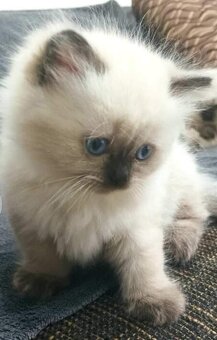 Mačiatka Ragdoll - 4