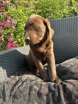 hnědé šteniatka labrador a – pripravené na odber - 4