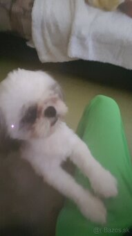 Dám na adopciu psiky shih-tzu,shi-tzu 11mesicu - 4