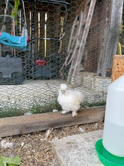 Láskavý domáci chov-predám kuriatka hodvábničky - 4