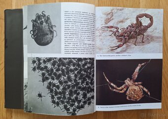 Velky obrazovy atlas hmyzu - 4