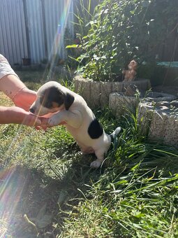 Šteniatka Jack Russell terier - 4