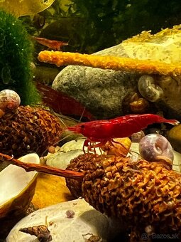 Krevetky | Neocaridina | Bloody Mary - 4