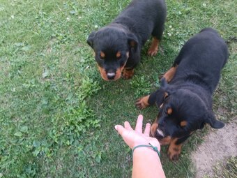 Rottweiler, rotvajler - 4