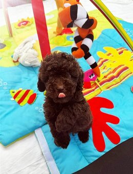 Pudel toy - 4