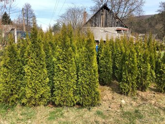 Tuje Smaragdové - 4