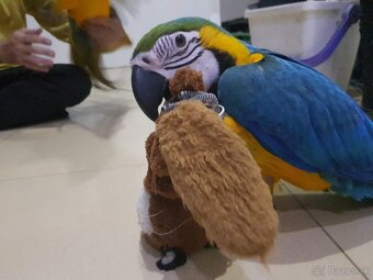 Predám Ara ararauna - 4