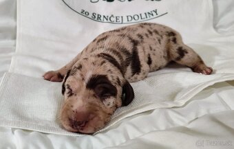 Louisianský leopardí pes s PP - 4