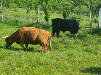 Highland Cattle - 4