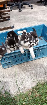 Sibírsky husky ❤️❤️ - 4