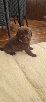 Šteniatka labradora - 4