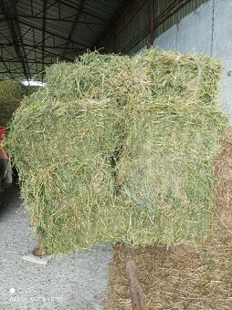 Datelina ( Lucerka) - 4