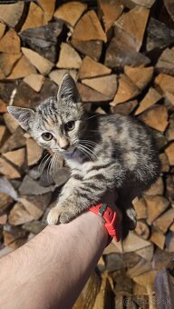 Darujem 2 mačiatka - 4