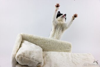 INKY hľadá domov - 4